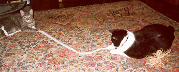 Joey and Max are in the living
room, each holding an end of a long string of bias tape.