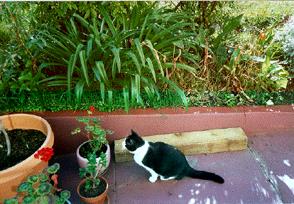 Joey, a black and white cat, stares intently at a
wily geranium in the back yard.
