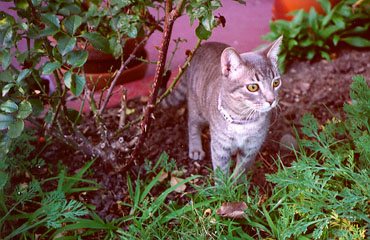Maxine, a small silver tabby, looks out from the shrubbery.